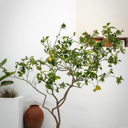 A Short Lemon Tree Naxos City