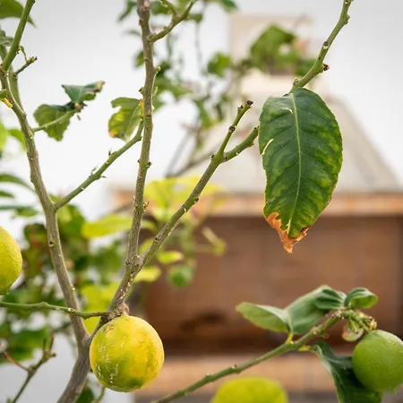 A Short Lemon Tree Апартаменты Naxos City
