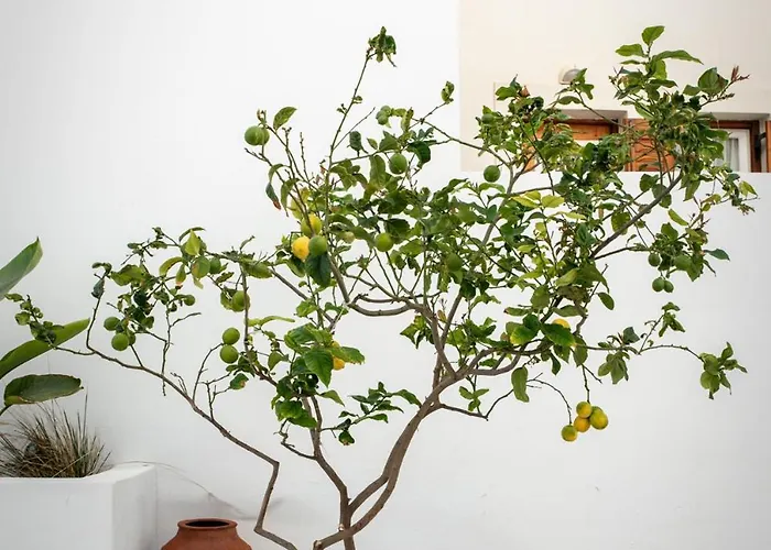 A Short Lemon Tree Naxos City